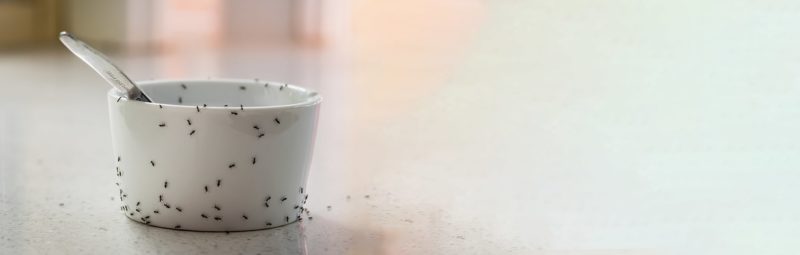 Get Rid of Ants Blog