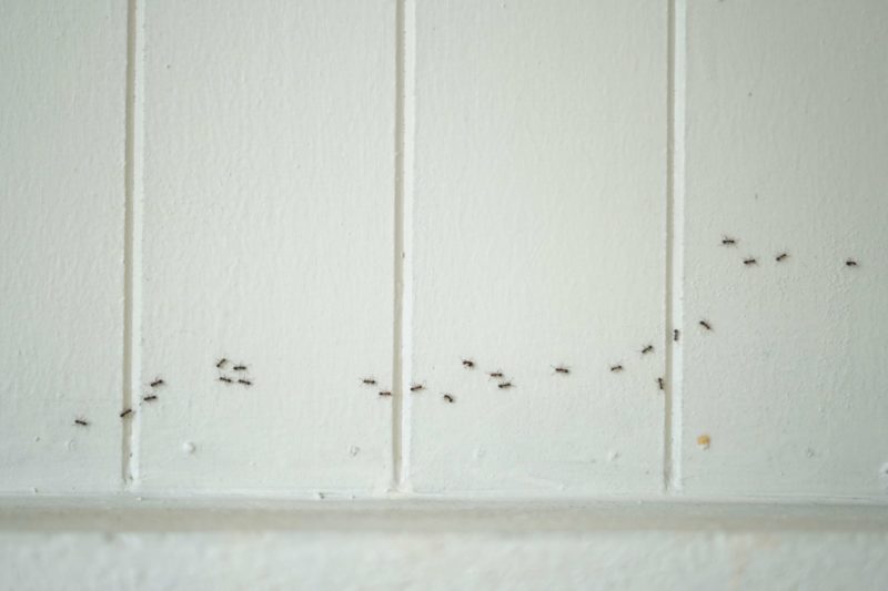 Control Ants Around Your Home