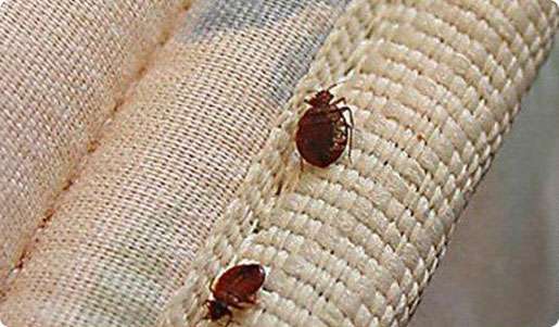 Bed Bug Pest Control