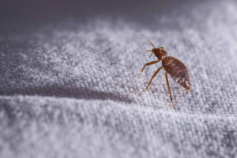 How Is Pest Control Used for Bed Bugs Treatment