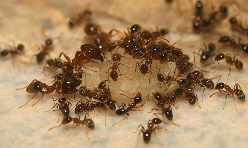 Coastal Brown Ant Removal