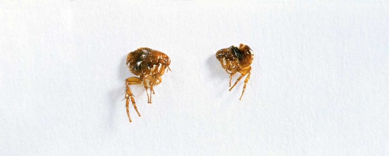 Fleas