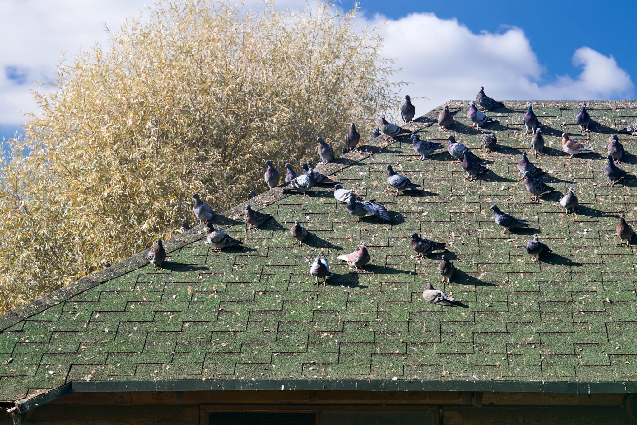 birds on roof of Perth home in need of bird control