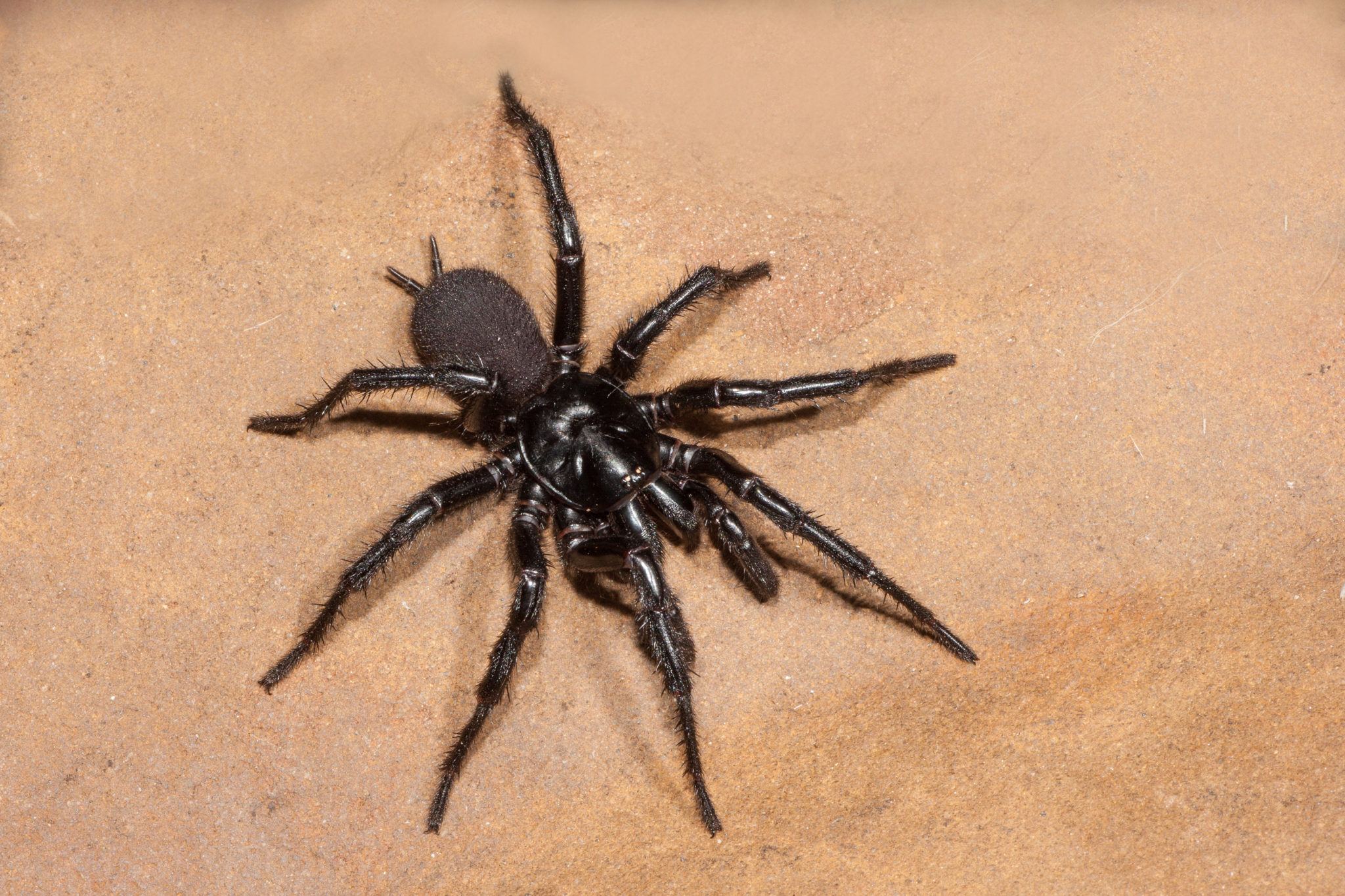 Spider Pest Control in Melbourne
