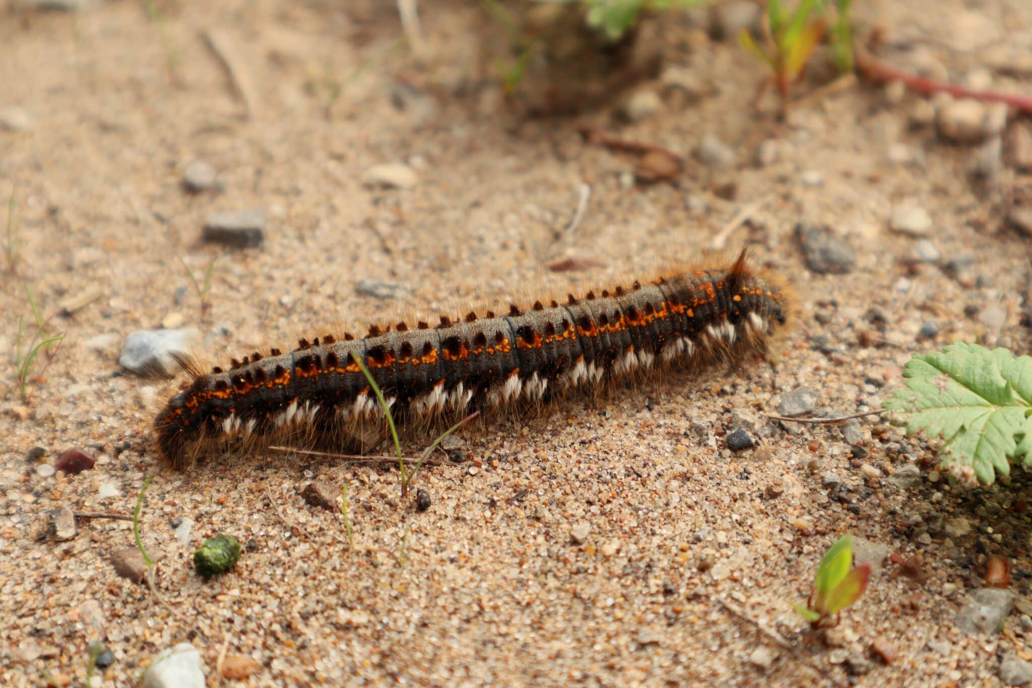 Caterpillar Pest Control
