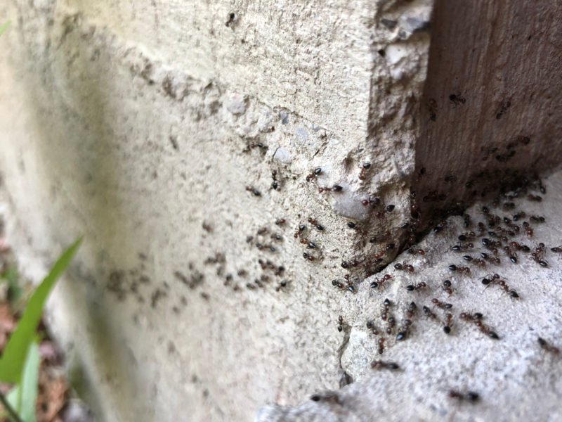 Ants Entering Home