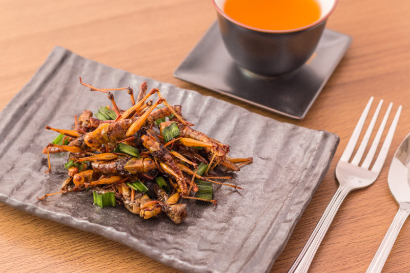 Edible Insects