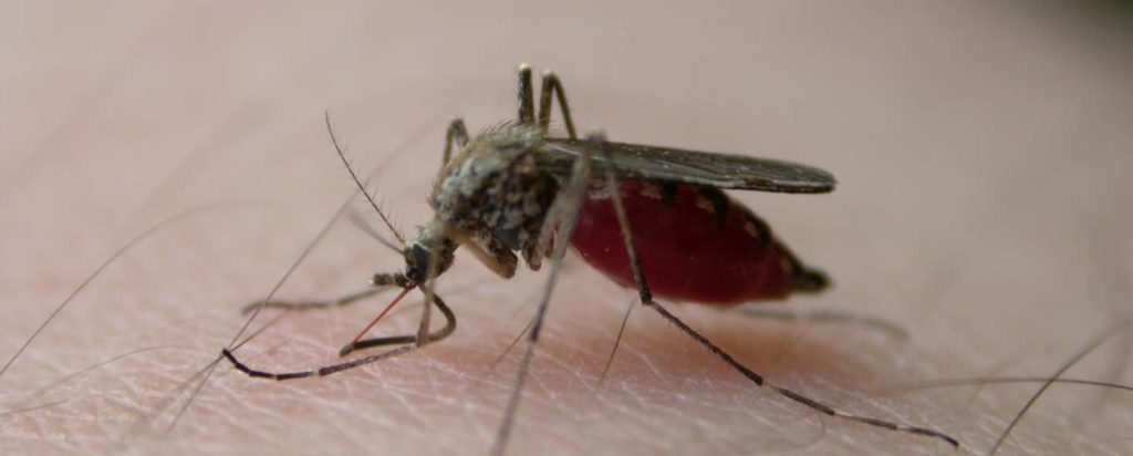 Landing Page Mozzies