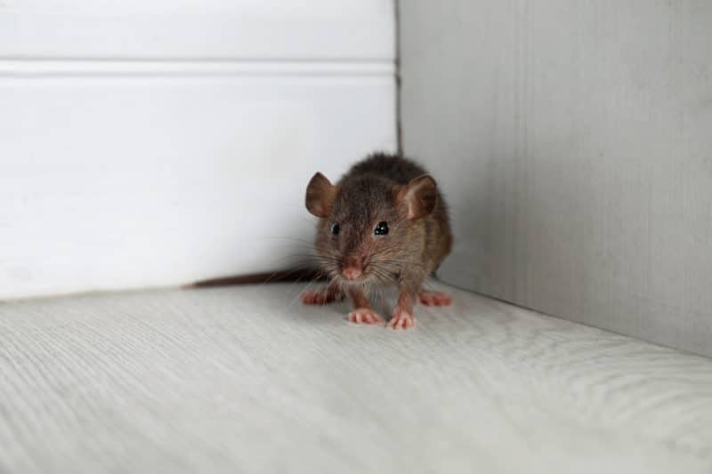 Rodent Health Risks