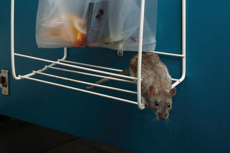 Rodents 1