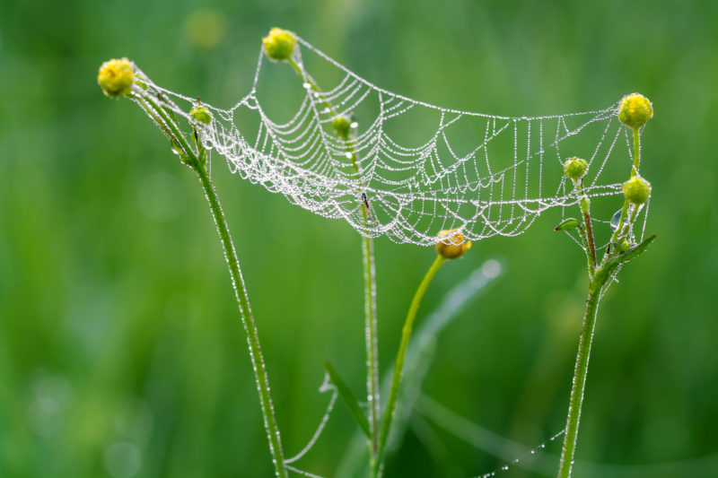 Floods Attract Spiders